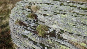 From lichen to plants actually growing in the dead moss